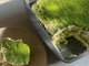 Matcha Tiramisu Recipe