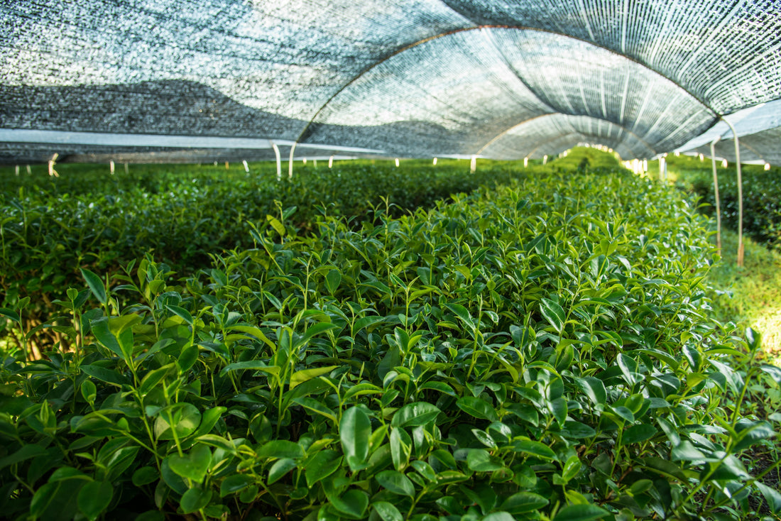 Inside the Matcha Harvest Season
